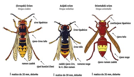 Evropski, azijski in orientalski sršen, primerjava